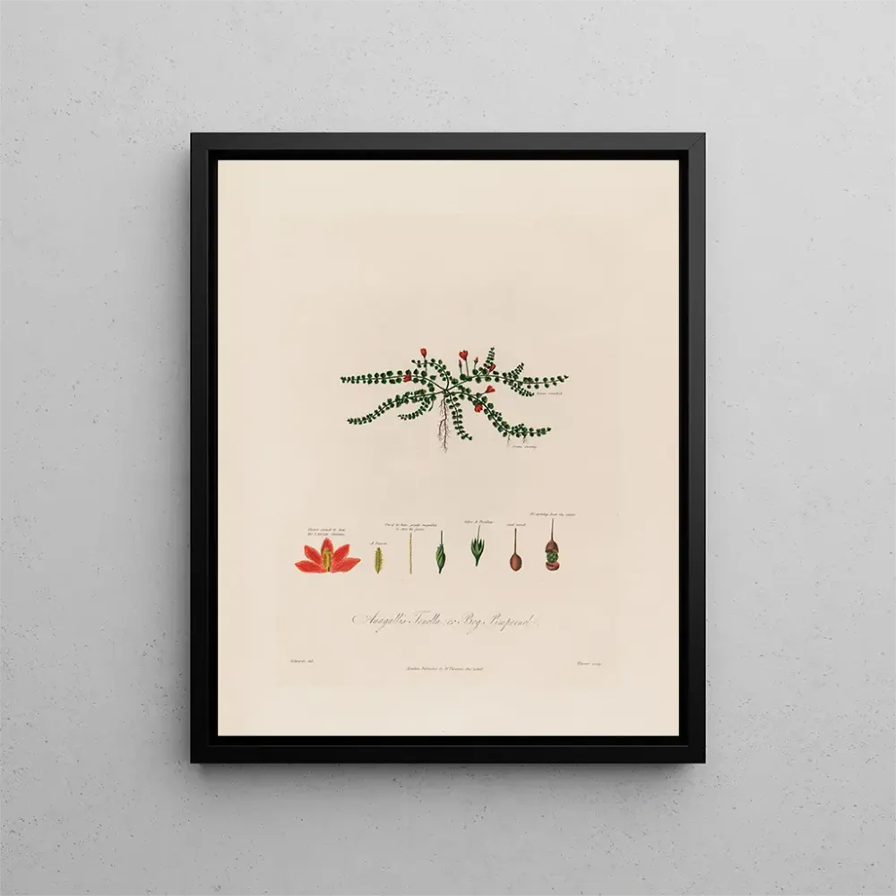 Tableau Anagallis tenella ou pimpernel des tourbières - Robert John Thornton | Reproduction
