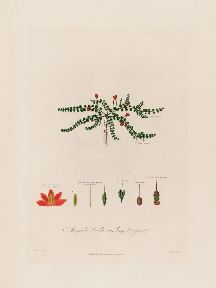 Tableau Anagallis tenella ou pimpernel des tourbières - Robert John Thornton | Reproduction