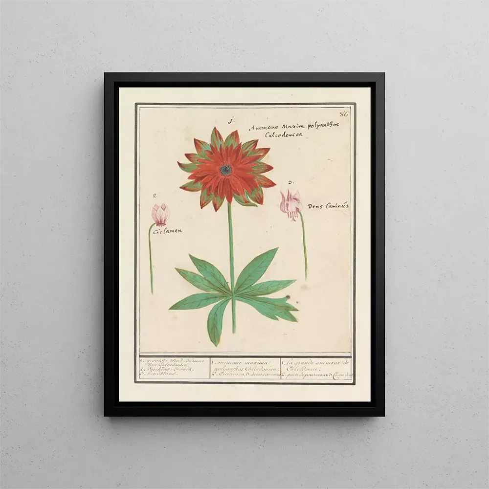 Tableau Anemoon émone cyclaam Cyclamen et dogstand Erythronium - Anselmus Botius de Boodt | Reproduction