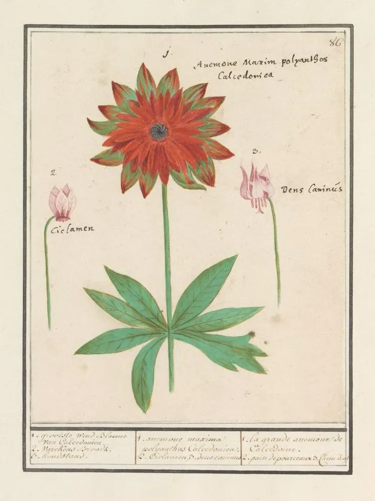 Tableau Anemoon émone cyclaam Cyclamen et dogstand Erythronium - Anselmus Botius de Boodt | Reproduction