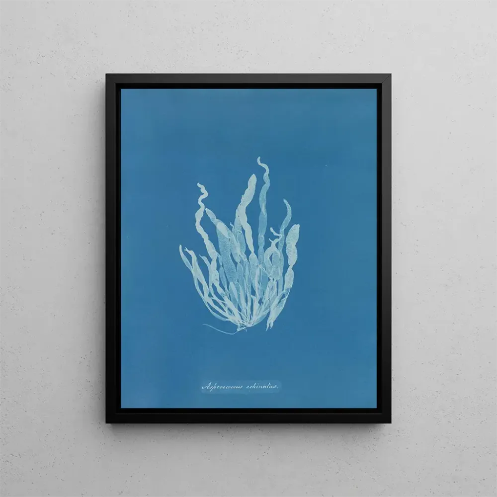 Tableau Asperococcus echinatus - Anna Atkins | Reproduction