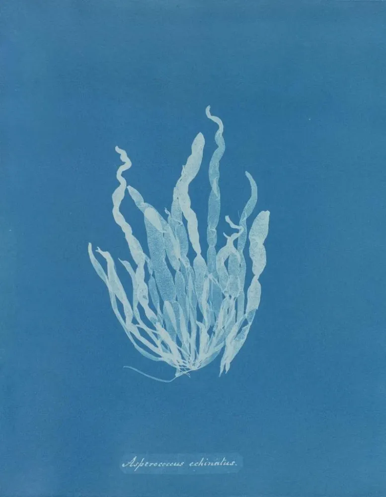 Tableau Asperococcus echinatus - Anna Atkins | Reproduction