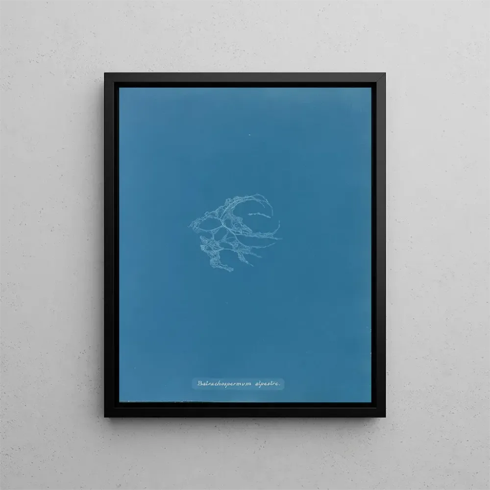 Tableau Batrachospermum alpestre - Anna Atkins | Reproduction