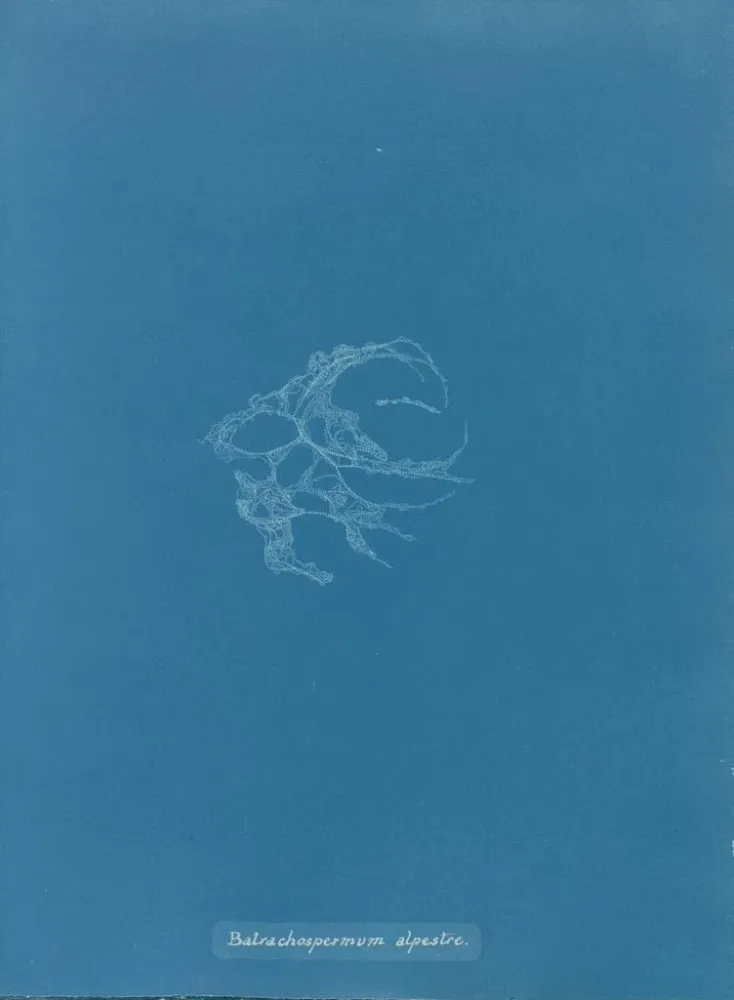 Tableau Batrachospermum alpestre - Anna Atkins | Reproduction