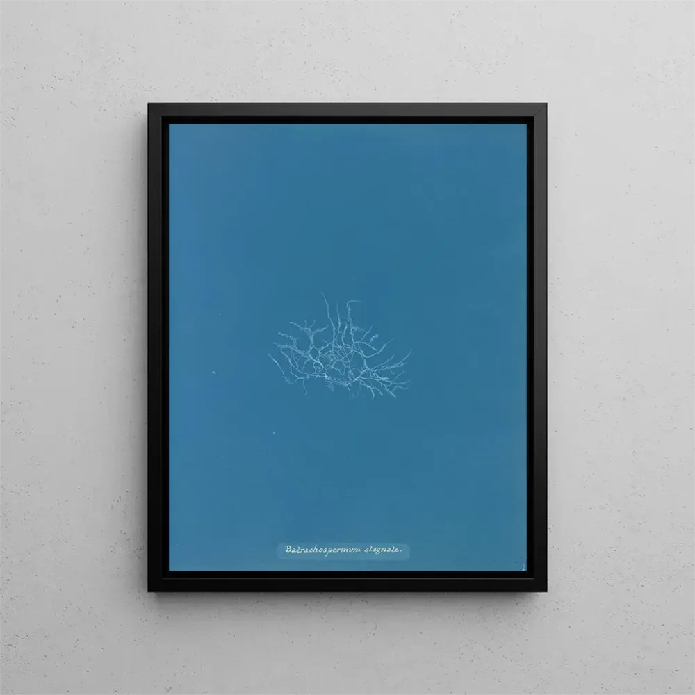 Tableau Batrachospermum stagnale - Anna Atkins | Reproduction