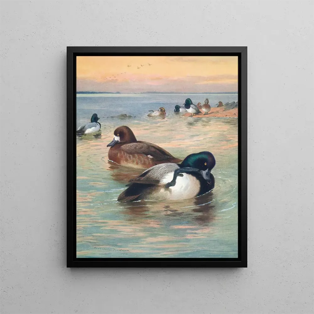 Tableau Canard fuligule milouinan - Archibald Thorburn | Reproduction