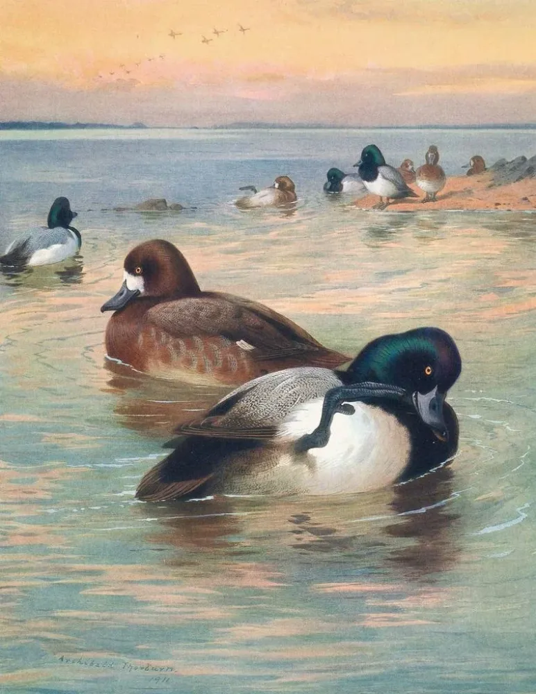 Tableau Canard fuligule milouinan - Archibald Thorburn | Reproduction