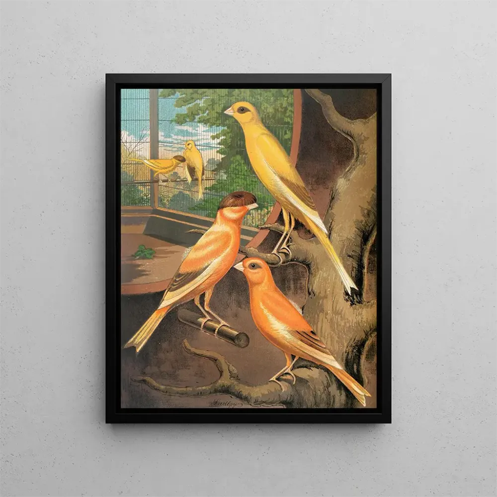 Tableau Canaris cannelle - W. . Blakston | Reproduction