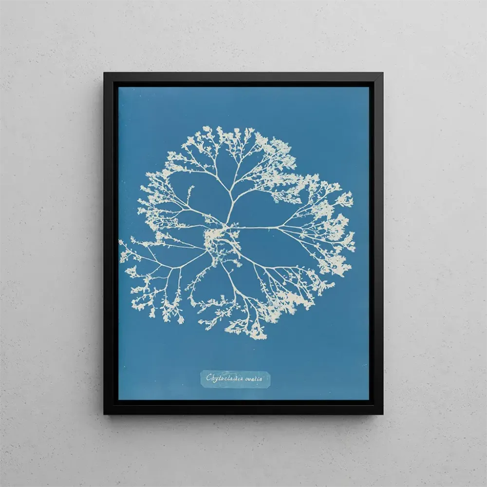 Tableau Chylocladia ovalis - Anna Atkins | Reproduction
