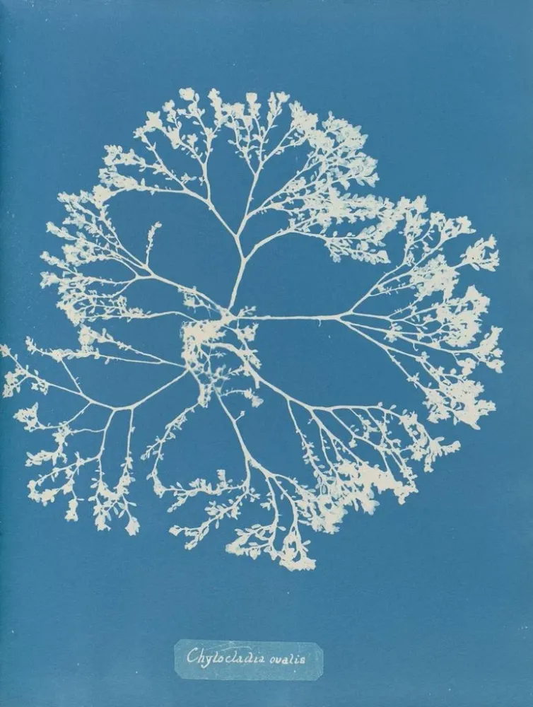 Tableau Chylocladia ovalis - Anna Atkins | Reproduction
