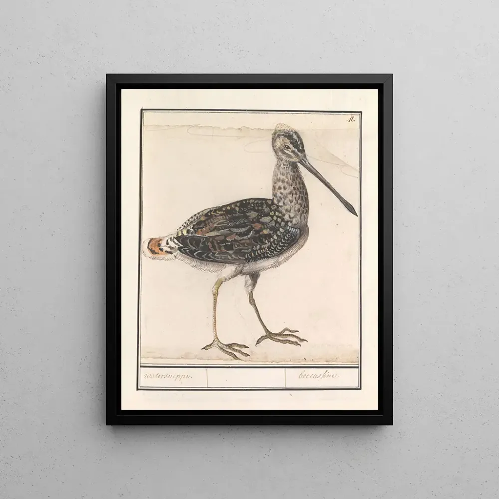 Tableau Ciboulette d'eau Gallinago gallinago - Anselmus Botius de Boodt | Reproduction
