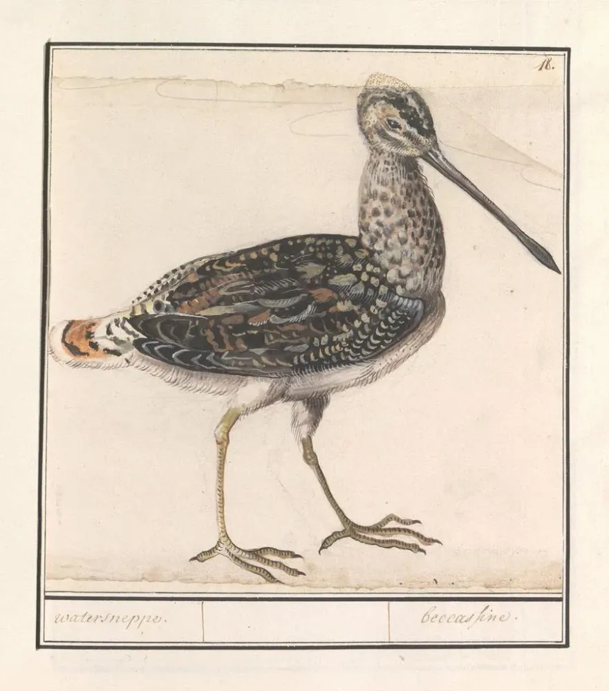 Tableau Ciboulette d'eau Gallinago gallinago - Anselmus Botius de Boodt | Reproduction