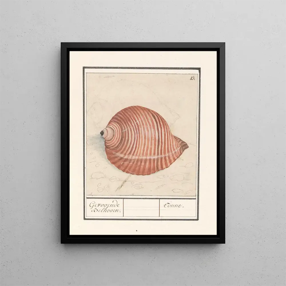 Tableau Coquille d'un escargot de mer Gevoornde Belhoorn Tonne - Anselmus Botius de Boodt | Reproduction
