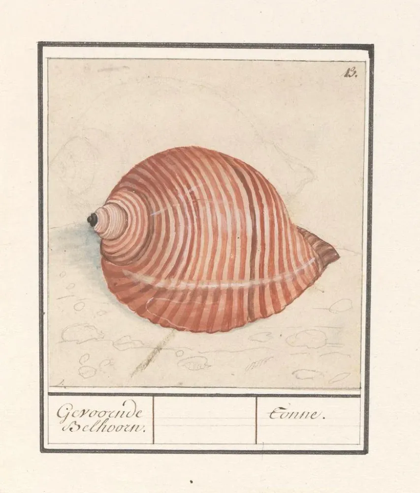 Tableau Coquille d'un escargot de mer Gevoornde Belhoorn Tonne - Anselmus Botius de Boodt | Reproduction