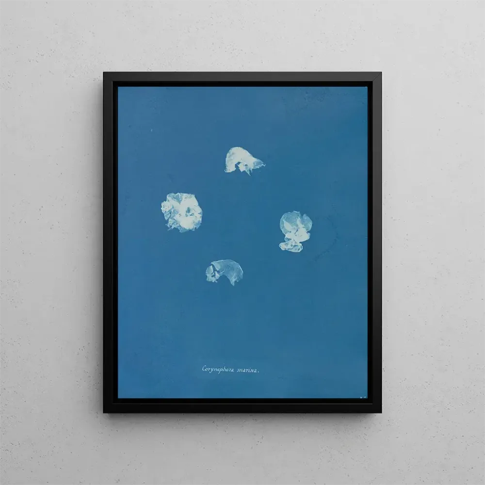 Tableau Corynephora marina - Anna Atkins | Reproduction