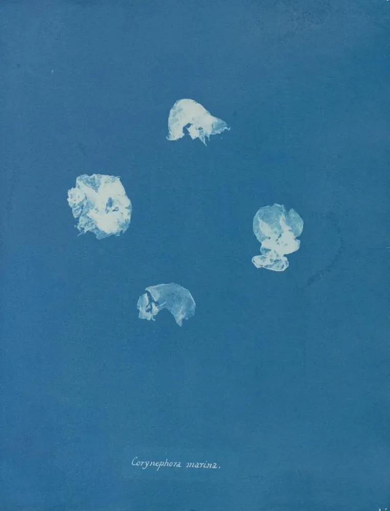 Tableau Corynephora marina - Anna Atkins | Reproduction