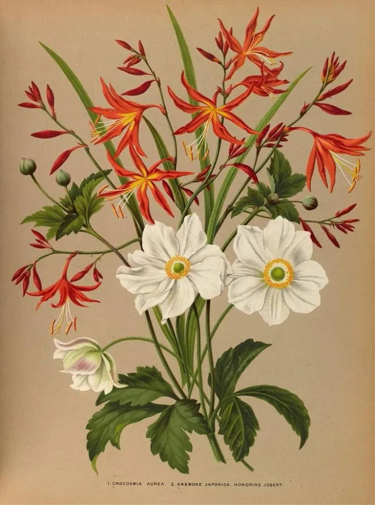 Tableau Crocosmia aurea 2 émone japonica Honorine Jobert - Arentina Hendrica Arendsen | Reproduction