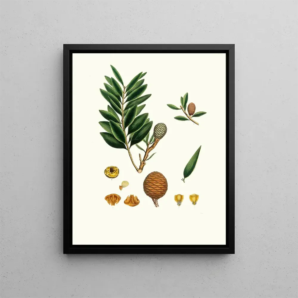 Tableau Dammara orientalis, arbre à résine d'Amboyna - Aylmer Bourke Lambert | Reproduction