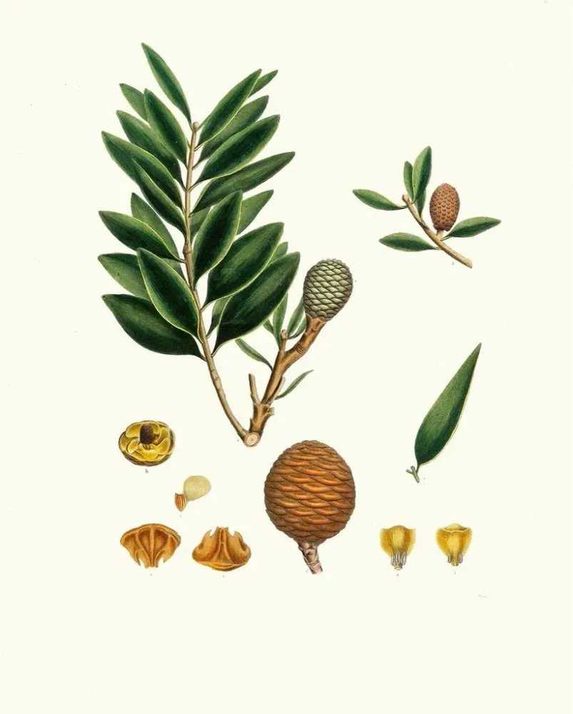 Tableau Dammara orientalis, arbre à résine d'Amboyna - Aylmer Bourke Lambert | Reproduction