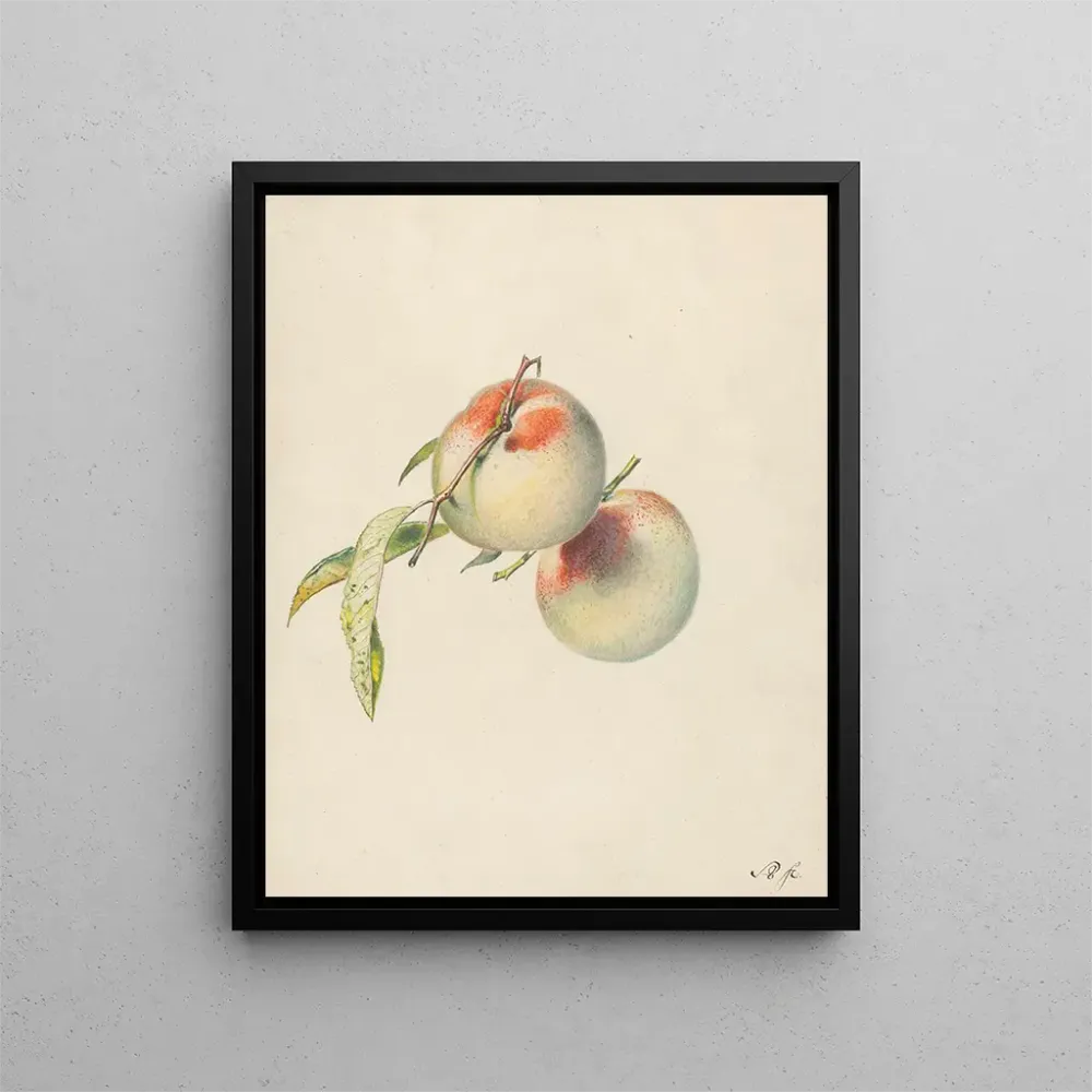 Tableau Deux pêches sur leurs tiges - Albertus Steenbergen | Reproduction