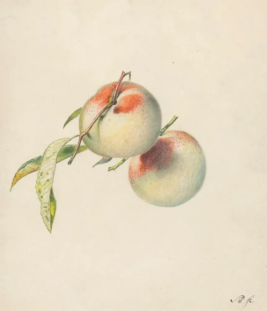 Tableau Deux pêches sur leurs tiges - Albertus Steenbergen | Reproduction