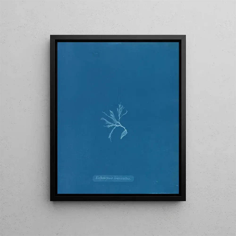 Tableau Ectocarpus brachiatus - Anna Atkins | Reproduction