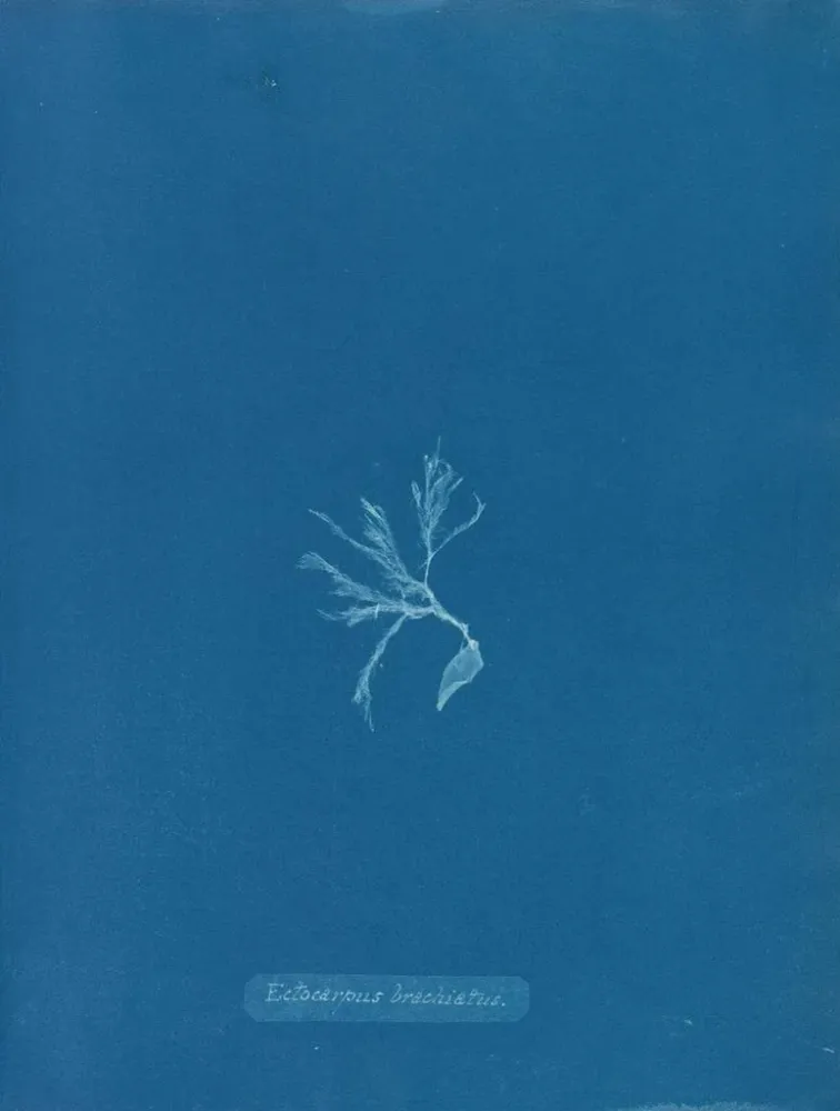 Tableau Ectocarpus brachiatus - Anna Atkins | Reproduction