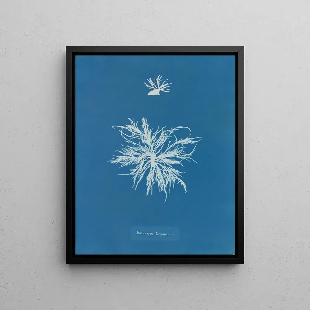 Tableau Ectocarpus tomentosus - Anna Atkins | Reproduction