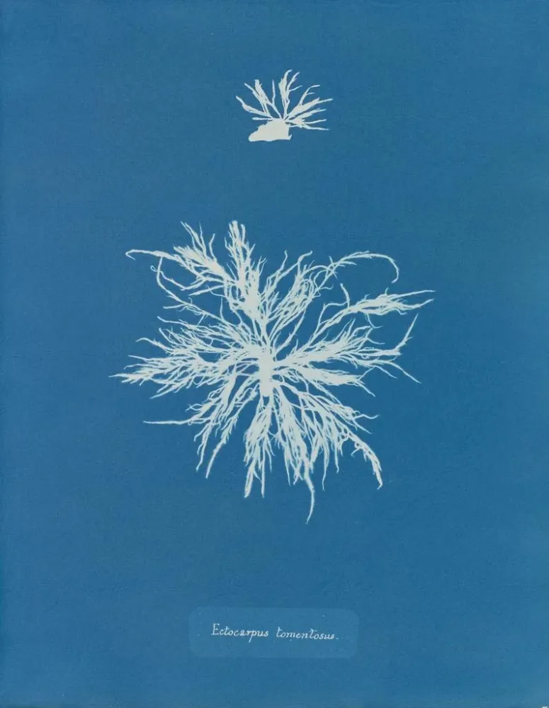 Tableau Ectocarpus tomentosus - Anna Atkins | Reproduction