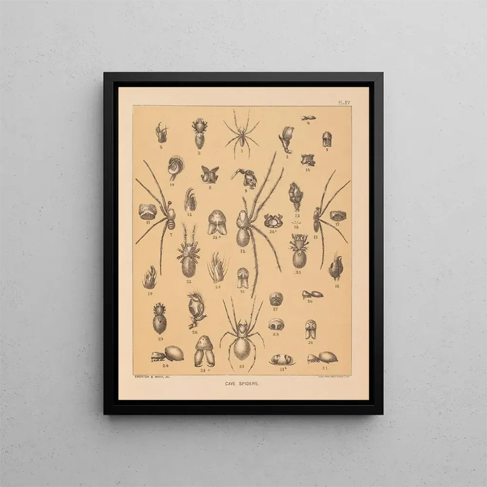 Tableau La faune des grottes d'Amérique du Nord Pl 15 - Alpheus Spring Packard | Reproduction