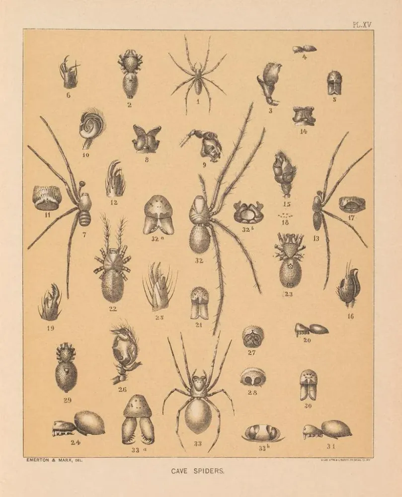 Tableau La faune des grottes d'Amérique du Nord Pl 15 - Alpheus Spring Packard | Reproduction