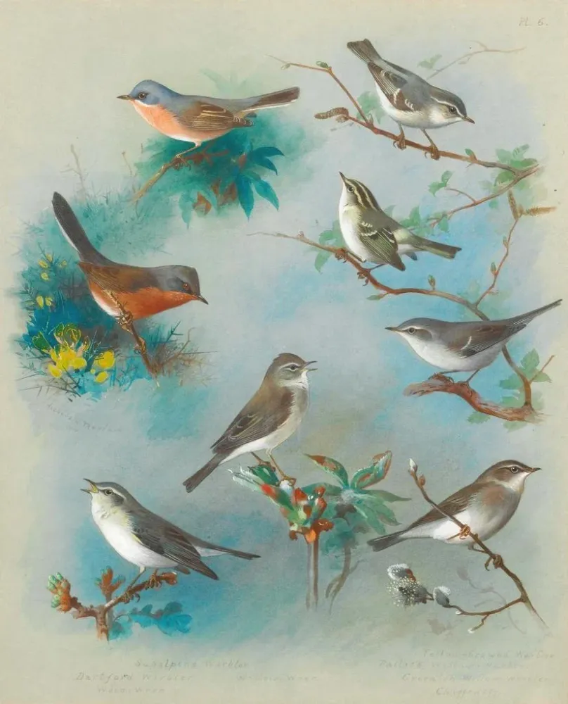 Tableau Fauvettes et troglodytes - Archibald Thorburn | Reproduction