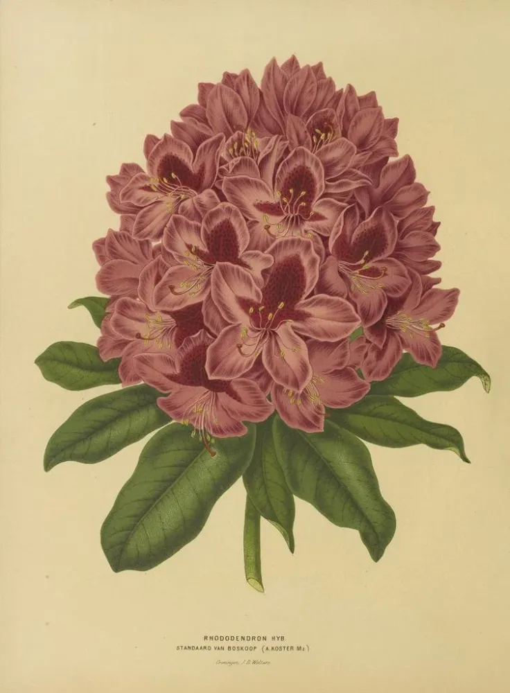 Tableau Flore hollandaise et Pomone Pl. 13 - Abraham Jacobus Wendel | Reproduction