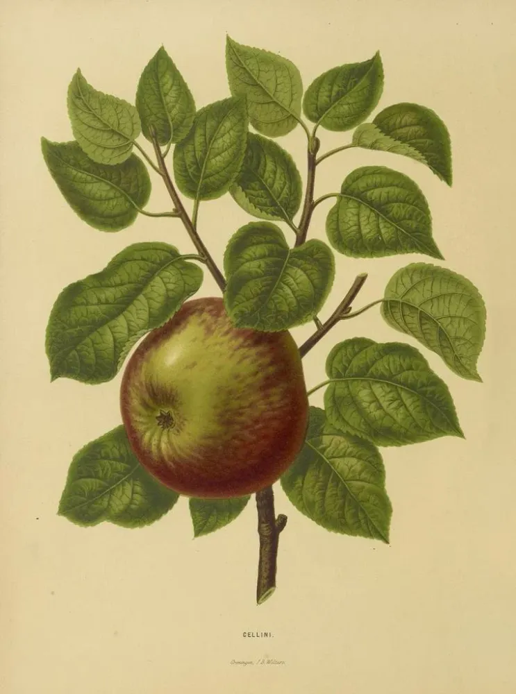 Tableau Flore hollandaise et Pomone PL20 - Abraham Jacobus Wendel | Reproduction