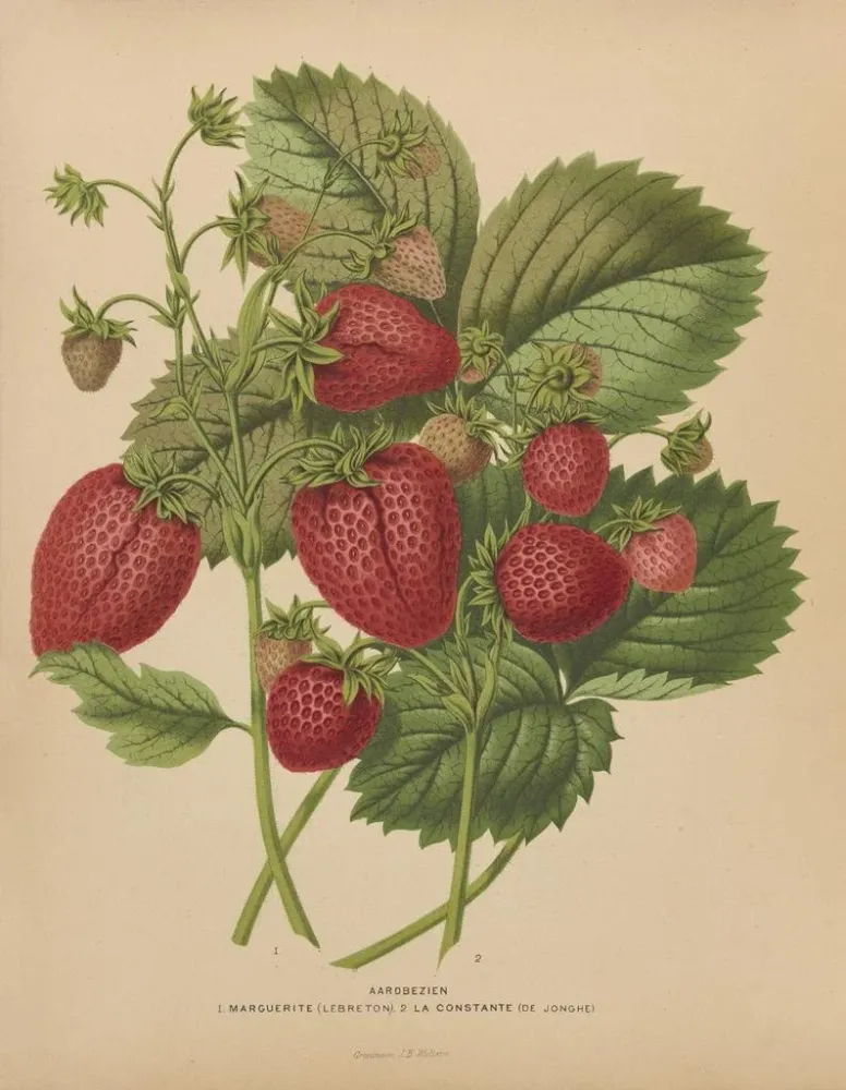 Tableau Flore hollandaise et Pomone PL48 - Abraham Jacobus Wendel | Reproduction