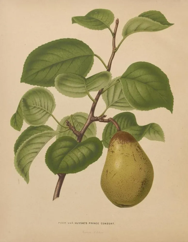 Tableau Flore hollandaise et Pomone PL55 - Abraham Jacobus Wendel | Reproduction