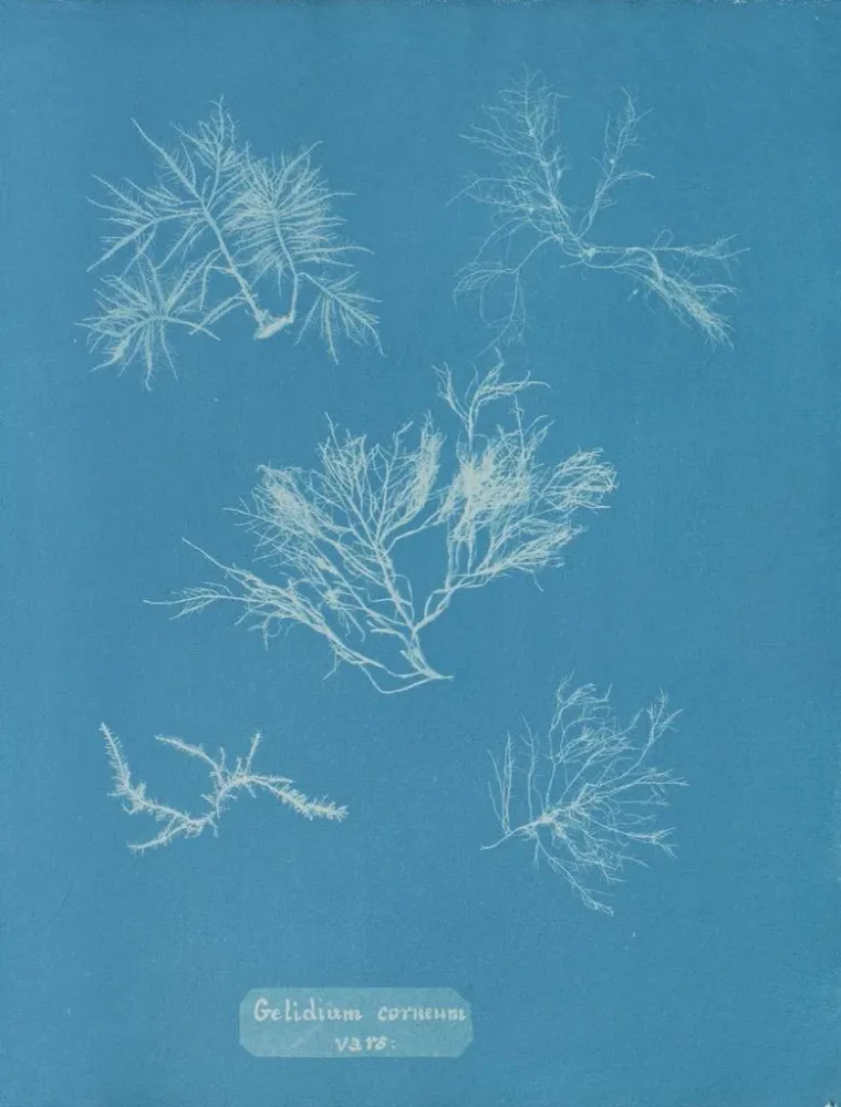 Tableau Gelidium corneum var. - Anna Atkins | Reproduction
