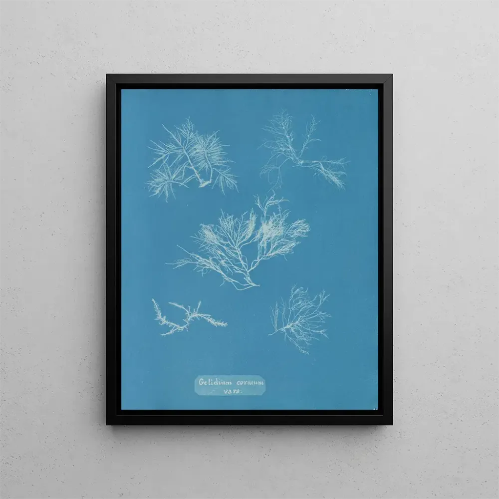 Tableau Gelidium corneum var. - Anna Atkins | Reproduction