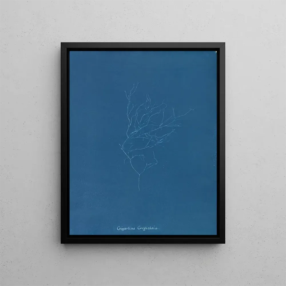 Tableau Gigartina Griffithsiae - Anna Atkins | Reproduction