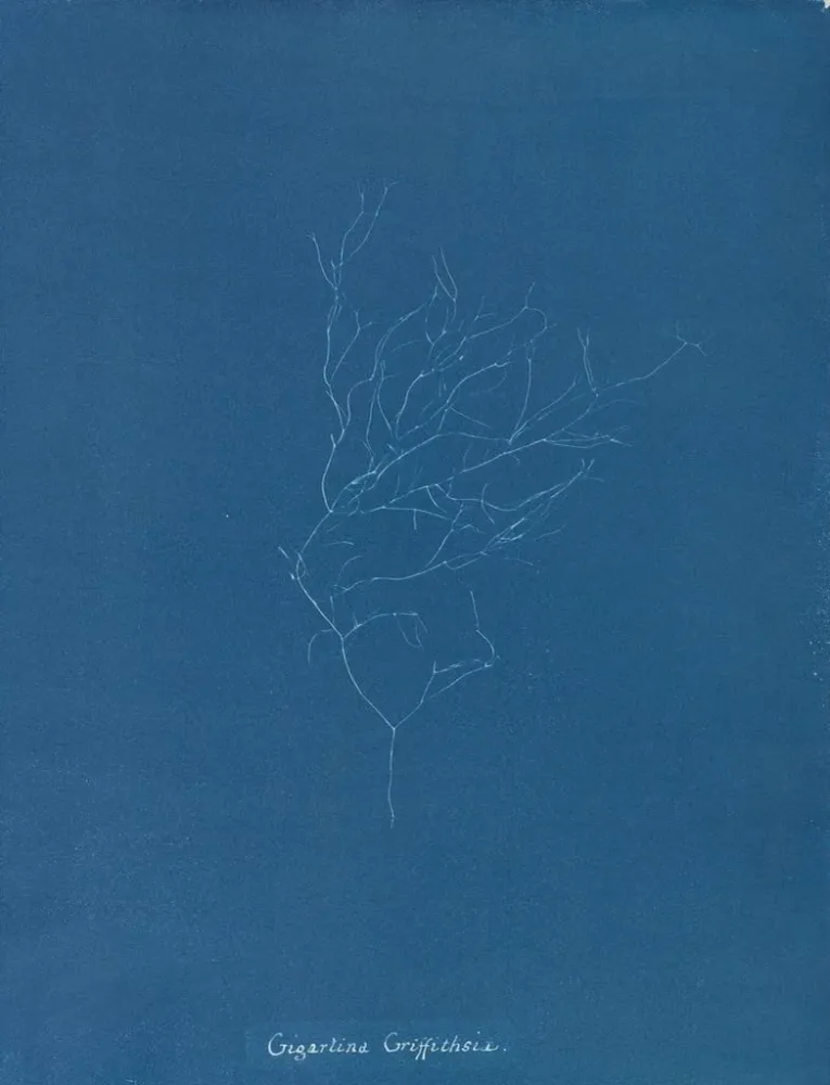 Tableau Gigartina Griffithsiae - Anna Atkins | Reproduction