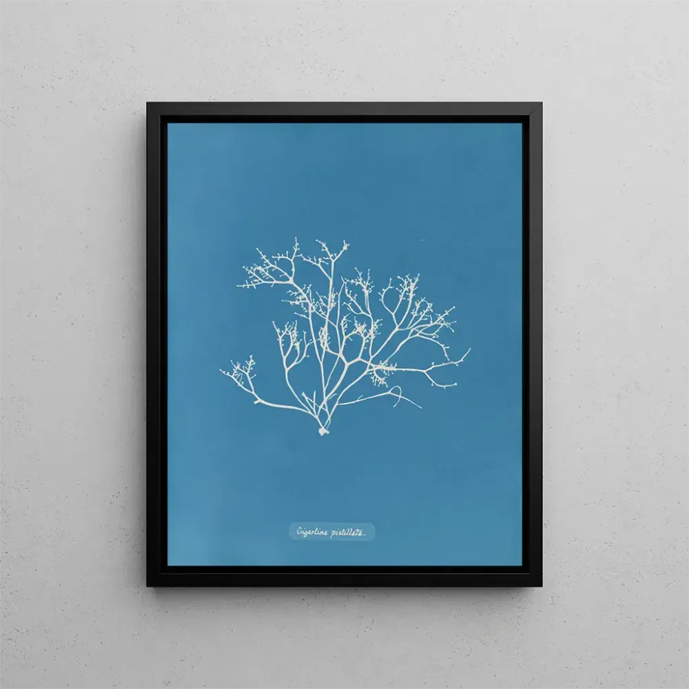 Tableau Gigartina pistillata - Anna Atkins | Reproduction