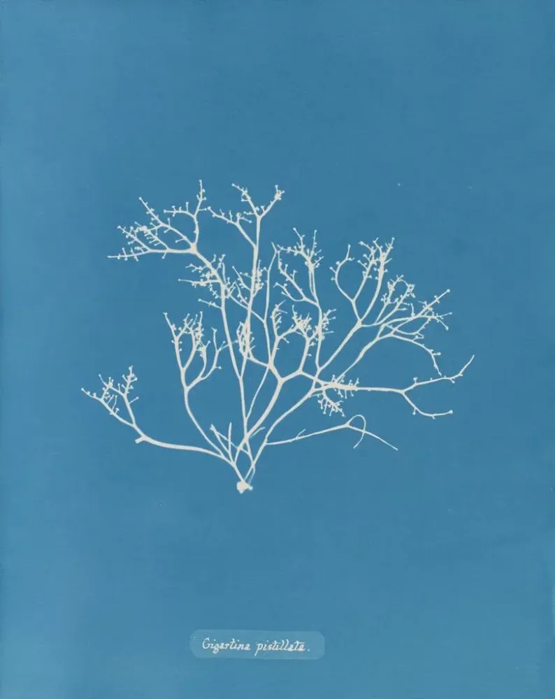 Tableau Gigartina pistillata - Anna Atkins | Reproduction