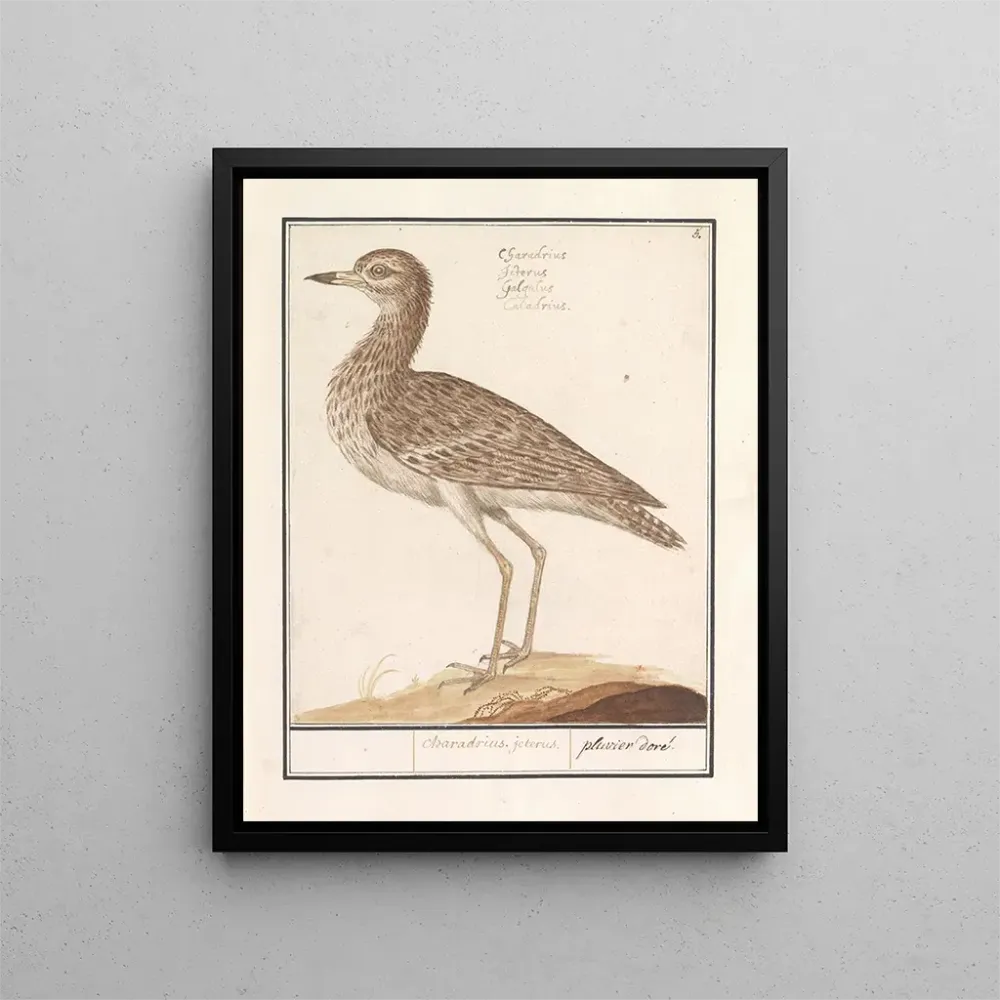 Tableau Goudplevier pluvieux - Anselmus Botius de Boodt | Reproduction