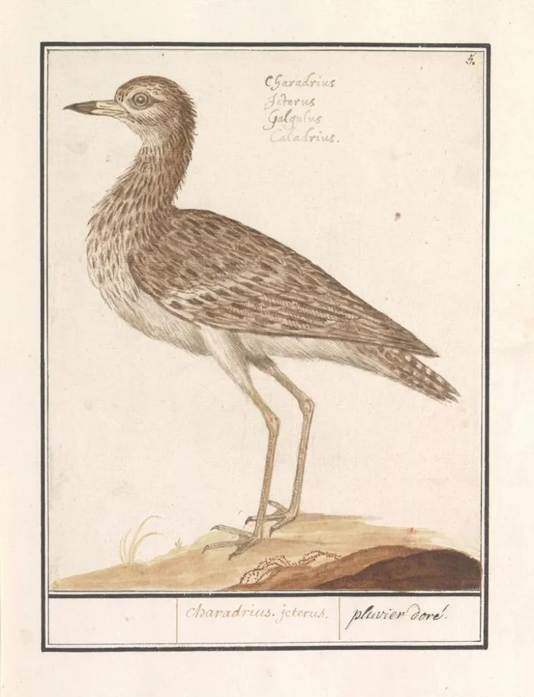 Tableau Goudplevier pluvieux - Anselmus Botius de Boodt | Reproduction