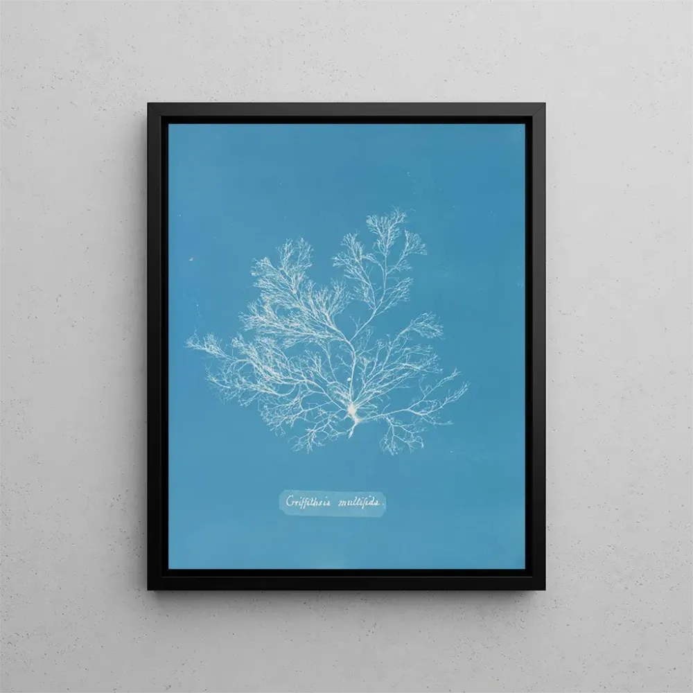 Tableau Griffithsia multifida - Anna Atkins | Reproduction