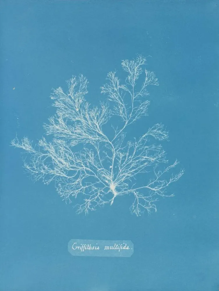 Tableau Griffithsia multifida - Anna Atkins | Reproduction