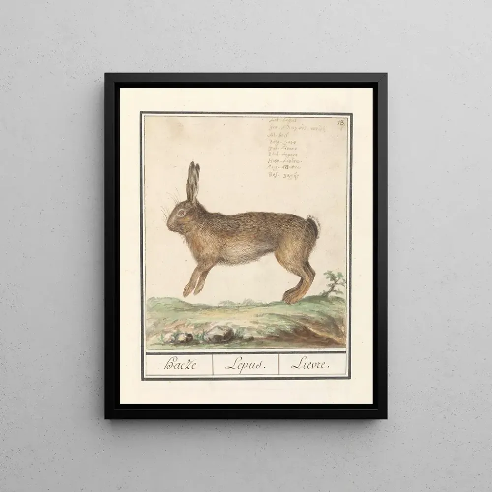 Tableau Haas Lepus europaeus Haeze Lepus Lièvre - Anselmus Botius de Boodt | Reproduction