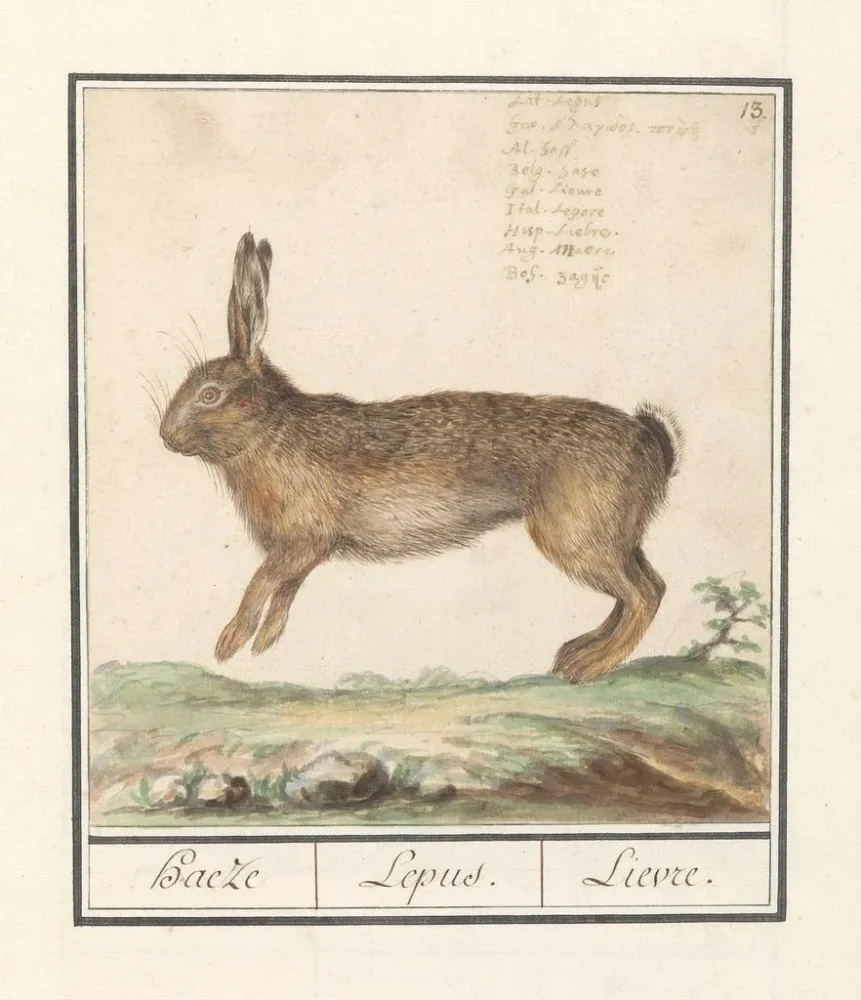 Tableau Haas Lepus europaeus Haeze Lepus Lièvre - Anselmus Botius de Boodt | Reproduction