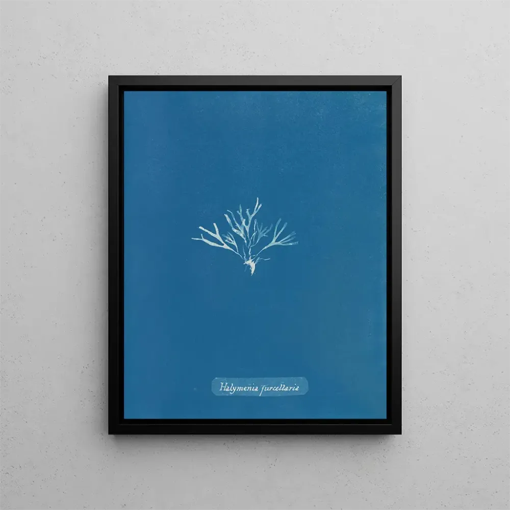 Tableau Halymenia furcellaria - Anna Atkins | Reproduction
