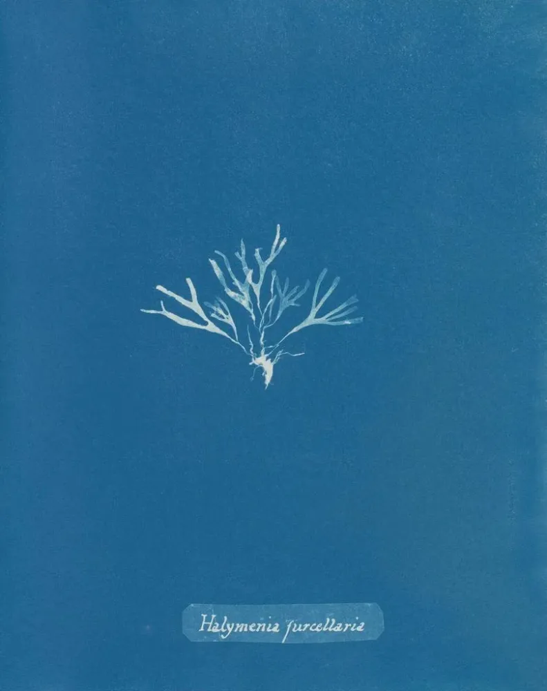 Tableau Halymenia furcellaria - Anna Atkins | Reproduction